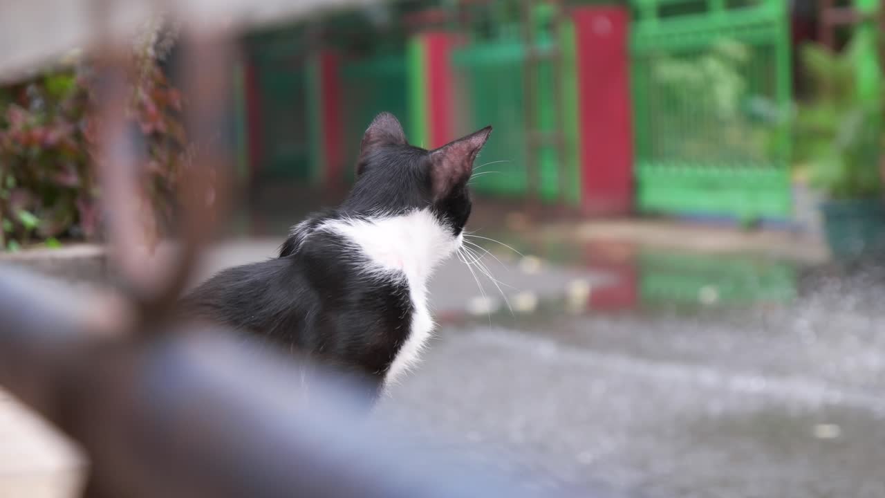 un gato que quiere cruzar durante una inundación