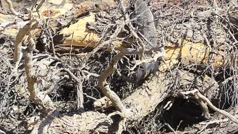 el tejón de miel, o ratel, explora un árbol de kalahari seco y caído en busca de larvas.