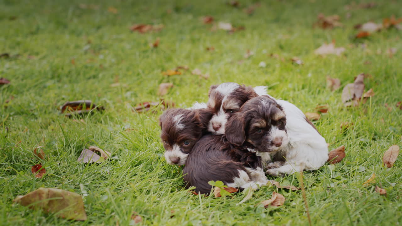 Several cute little puppies on the autumn lawn, cuddling up to each other