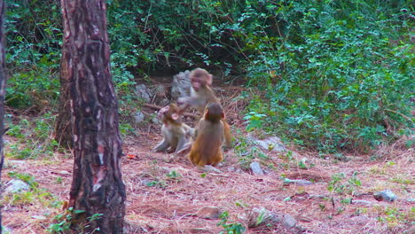 a group of monkeys and child monkeys playing in the park in green trees