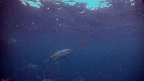 great white shark carcharodon carcharias neptune islands south australia 4k slow motion 50fps