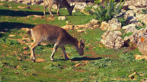 Following-an-Ibex-Goat-on-a-sunny-day-in-Torcal,-Spain