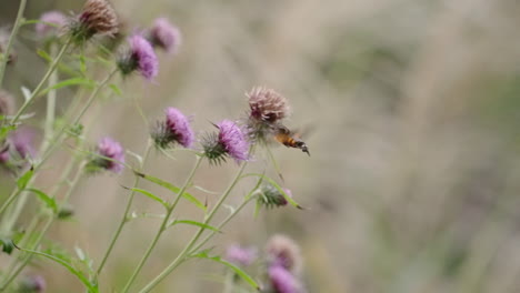 hawkmoth hummingbird hovering over a purple flower feeding - slow motion