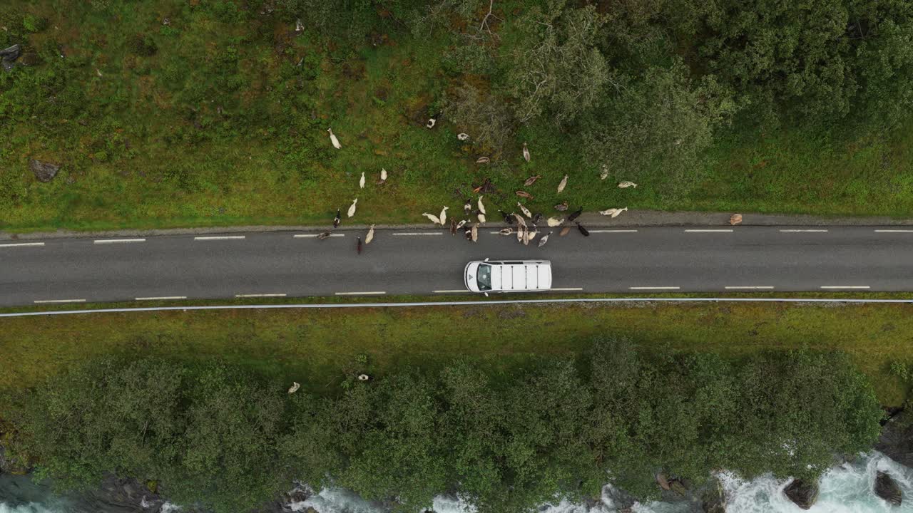Veduta drone di un'auto su strada di valle con capre che camminano a lato, Norvegia