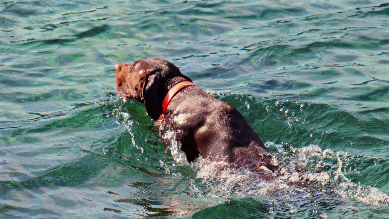 Close up of a brown dog swimming after a stick in the crystal clear water
