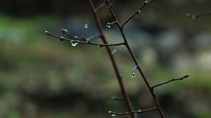 A gloomy spring day