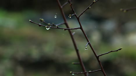 一個憂鬱的春天