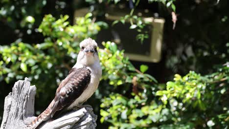 un pájaro se sienta en un tronco de árbol