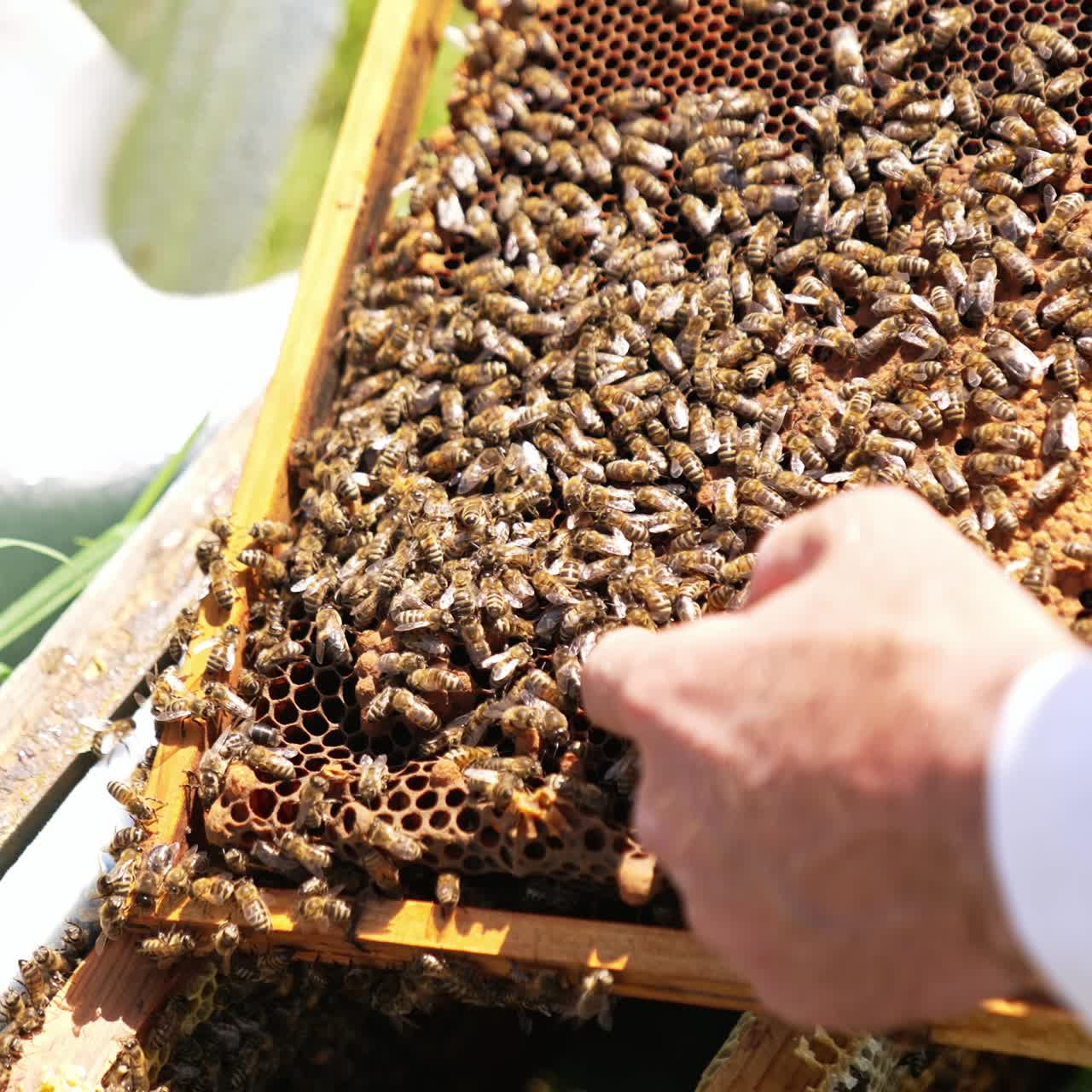 Man's bare hand touches bees crawling by the frame. Fearless apiarist used to bee stings. Close up