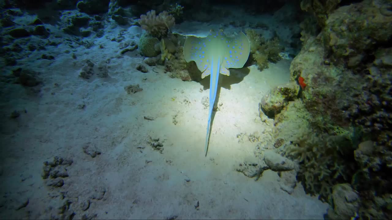 la raya azul nada alrededor del arrecife de coral en una inmersión nocturna