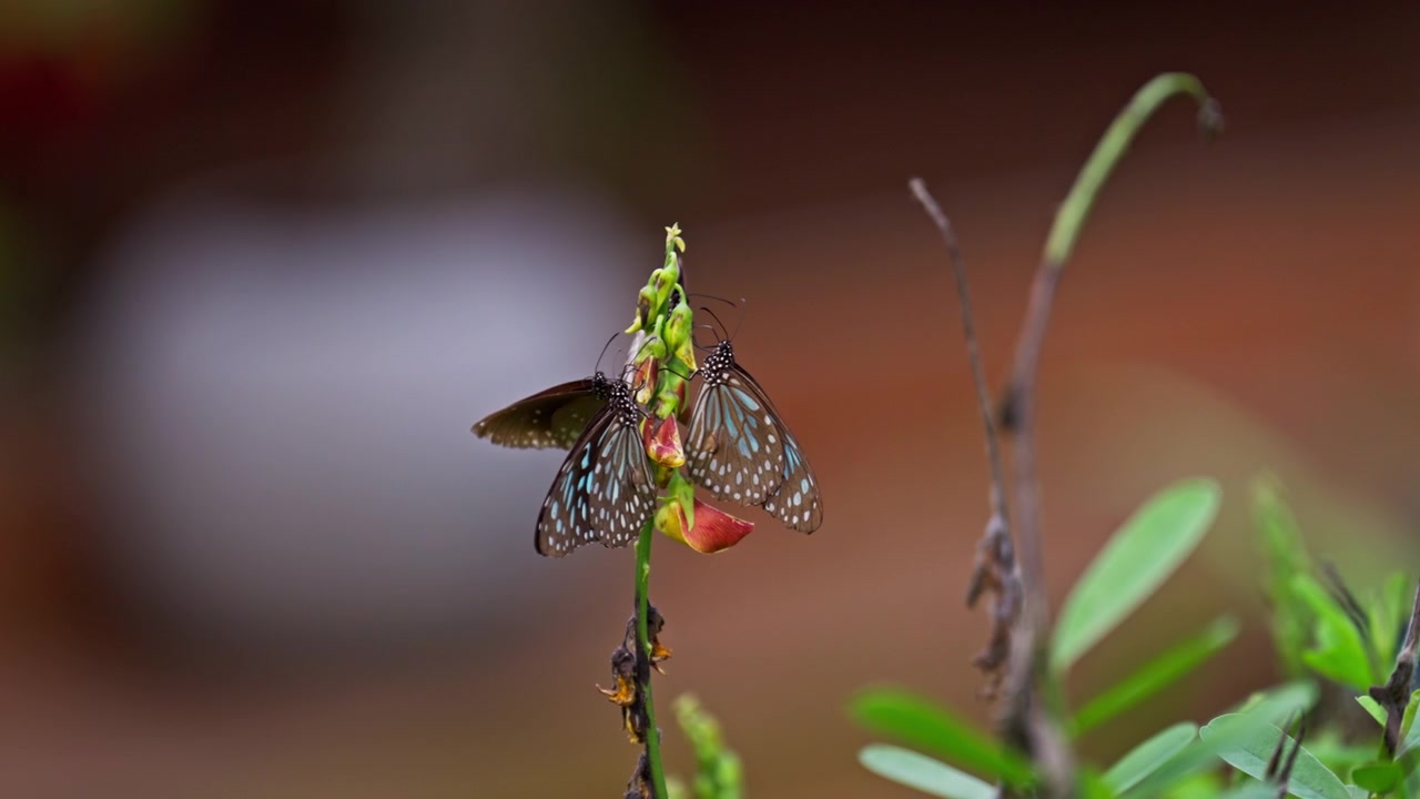 Dos mariposas tigre azules se posan delicadamente sobre una planta con flores en un jardín tropical en Sri Lanka, sus alas estampadas brillando contra un fondo natural suavemente difuminado en detalle de primer plano.