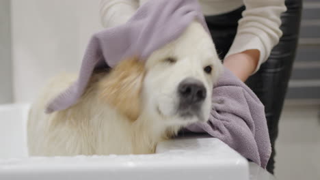 woman giving a golden retriever a bath