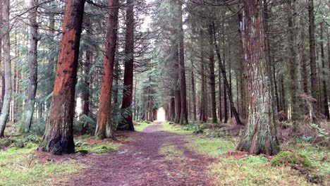 tilting shot of eerie woodland pathway in dense conifer forest