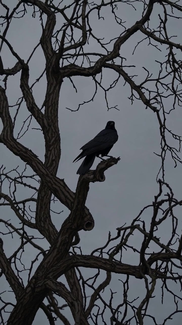 Corvo nero appollaiato su un ramo d'albero spoglio contro un cielo coperto