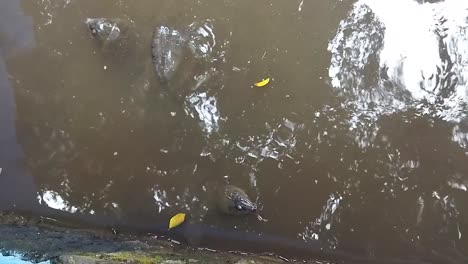 Pond-Slider-Turtle-floating-on-the-surface-of-murky-pond-water-and-swimming-in-a-pond-with-head-above-water