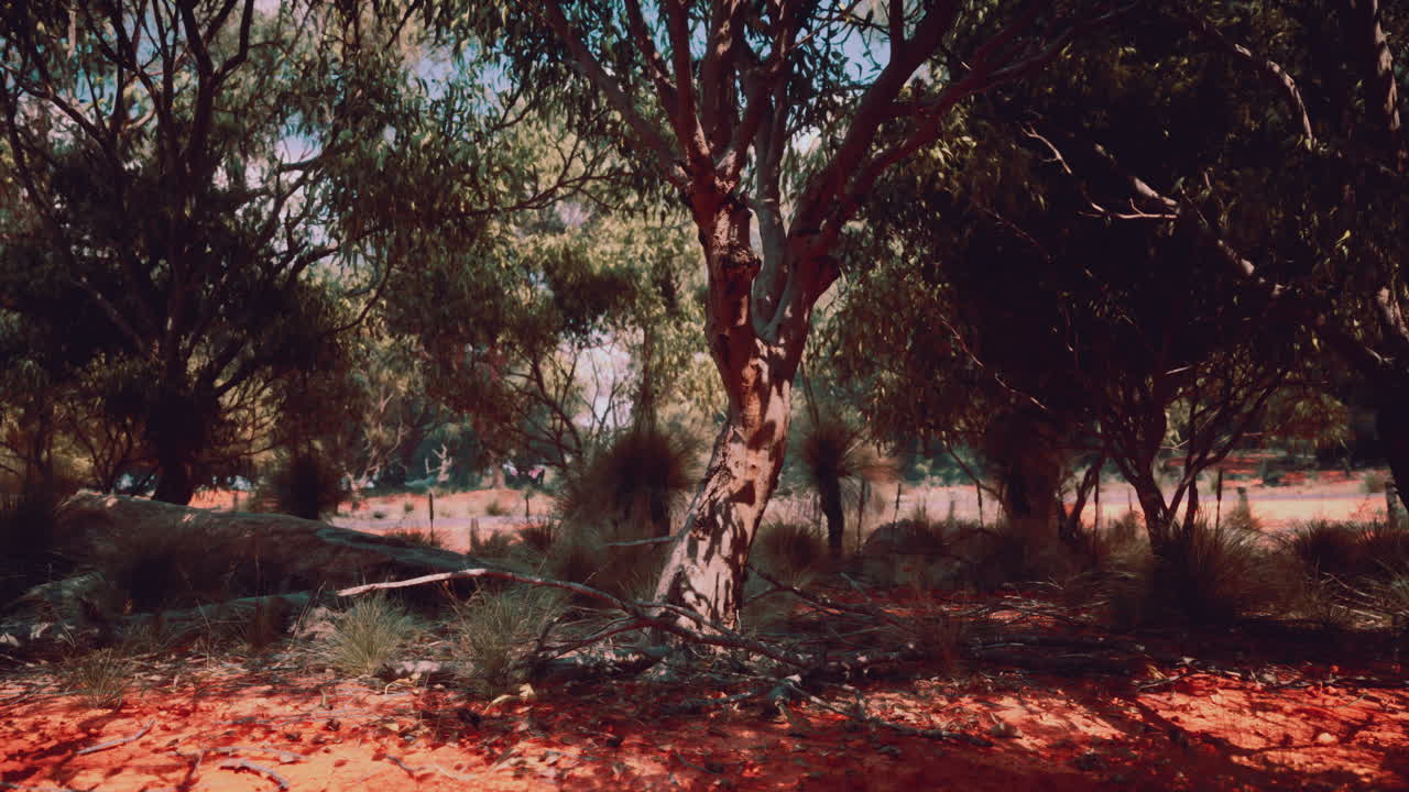 오스트레일리아 아웃백 숲의 장면