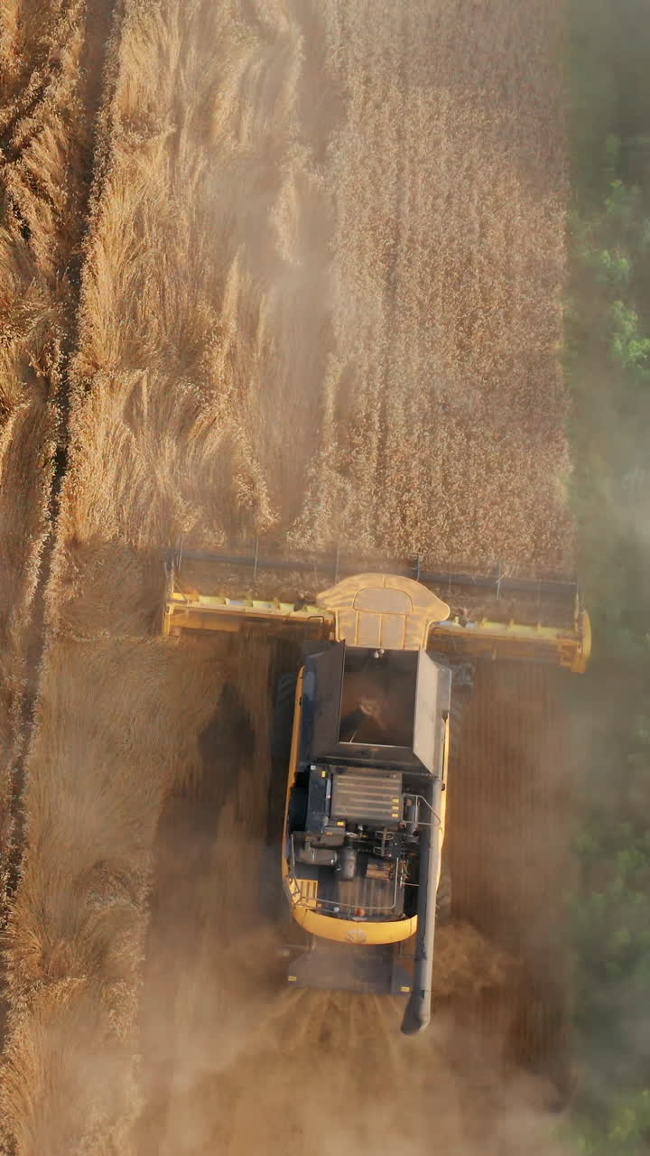 Yellow landscapes harvesting by big combine. Huge agricultural combine gathering crops. Vertical video