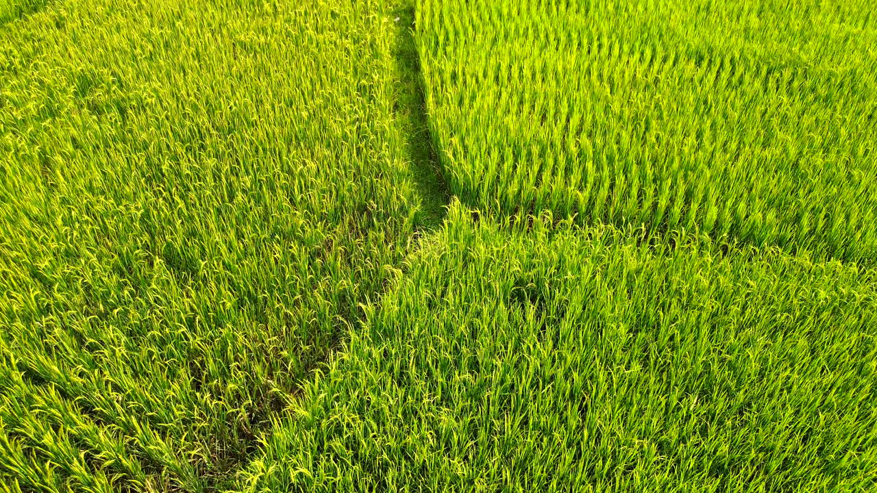 Ripresa aerea con drone che cattura le lussureggianti texture e i motivi delle risaie biologiche nella campagna vietnamita in una giornata di sole