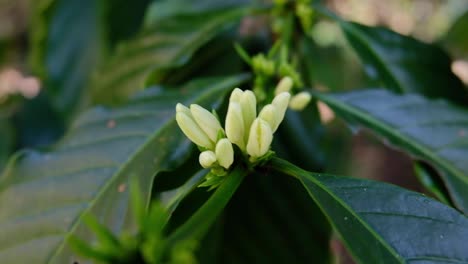 small white coffee flowers during coffee harvest season in timor leste, south east asia