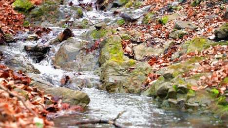 Kleiner-Bach-Im-Wald-An-Einem-Bewölkten-Morgen