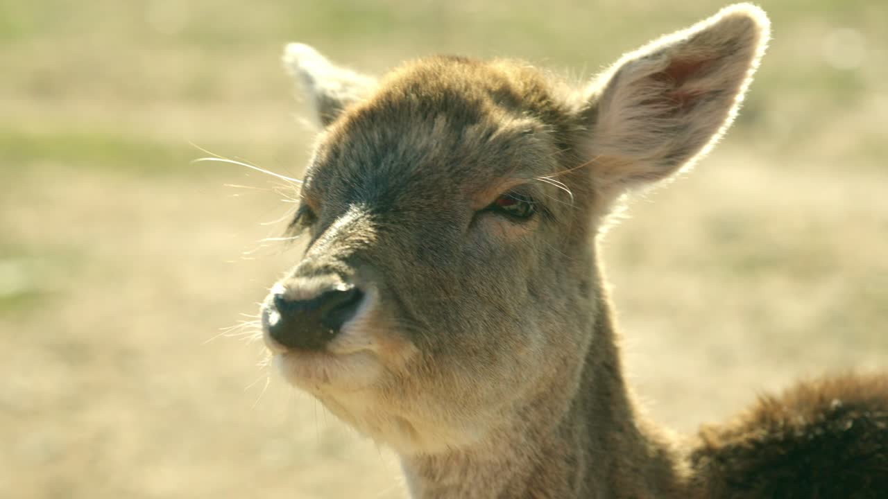 Close up sequence of a young deer eating