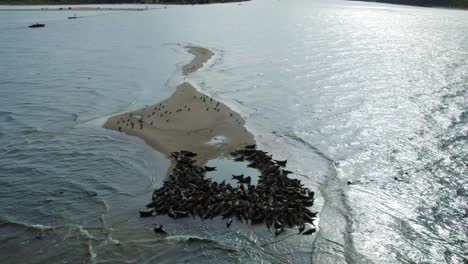 A-large-herd-of-seals-resting-together-with-cormorants-and-other-bird-species-on-a-sand-island-in-the-Mewia-Lacha-reserve,-off-the-Polish-coast-in-the-Baltic-Sea