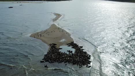 a large herd of seals resting together with cormorants and other bird species on a sand island in the mewia lacha reserve, off the polish coast in the baltic sea