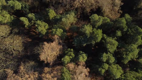 Forest-top-down-views-in-the-Peak-District,-flying-down-toward-the-trees