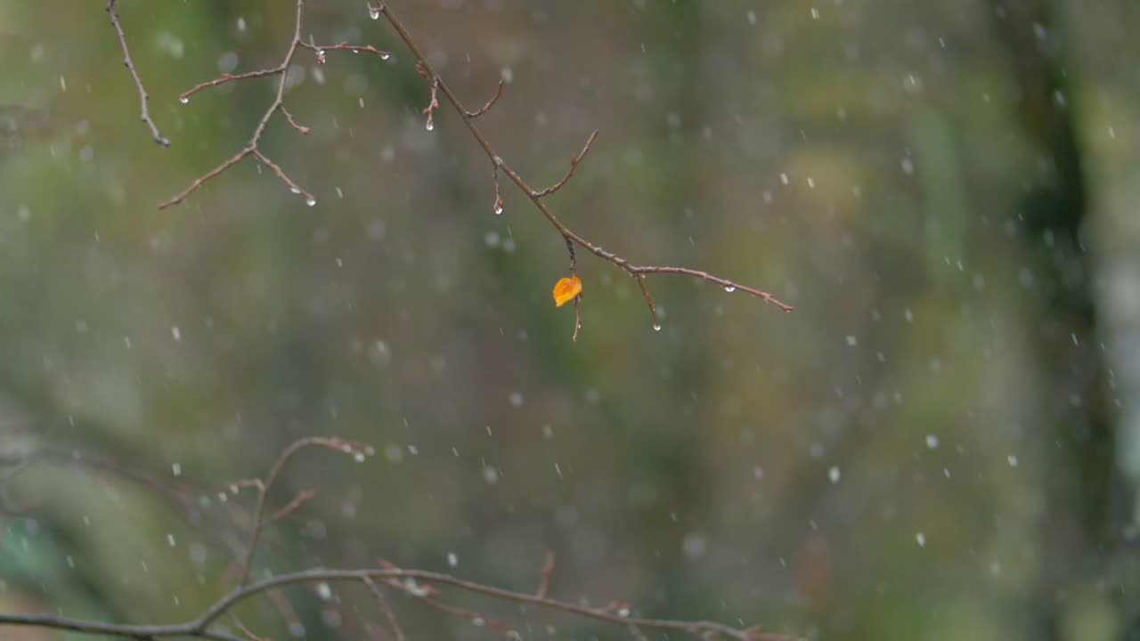 Autumn day with snowfall