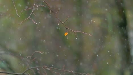 Autumn-day-with-snowfall