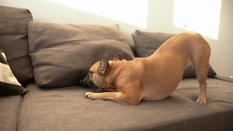 small brown french bulldog chewing on a toy underneath a pillow while standing on his hind legs on the sofa on a sunny day