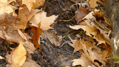 a small lizard hiding amongst a pile of dried golden maple leaves on the forest floor