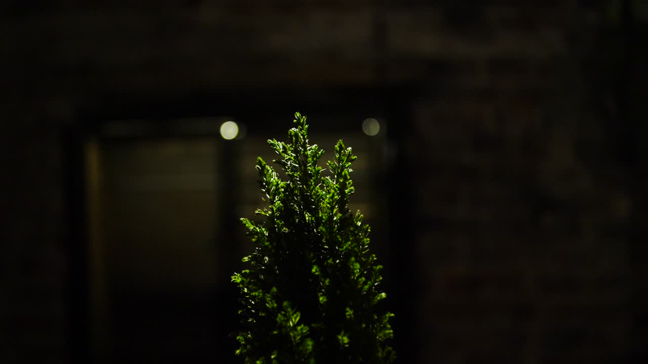 pequeña planta verde por la noche