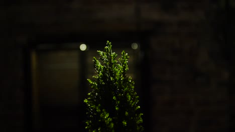 small green plant at night