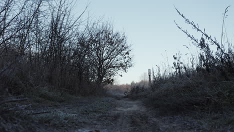 low angle still shot of early morning winter landscape with frost-covered bushes