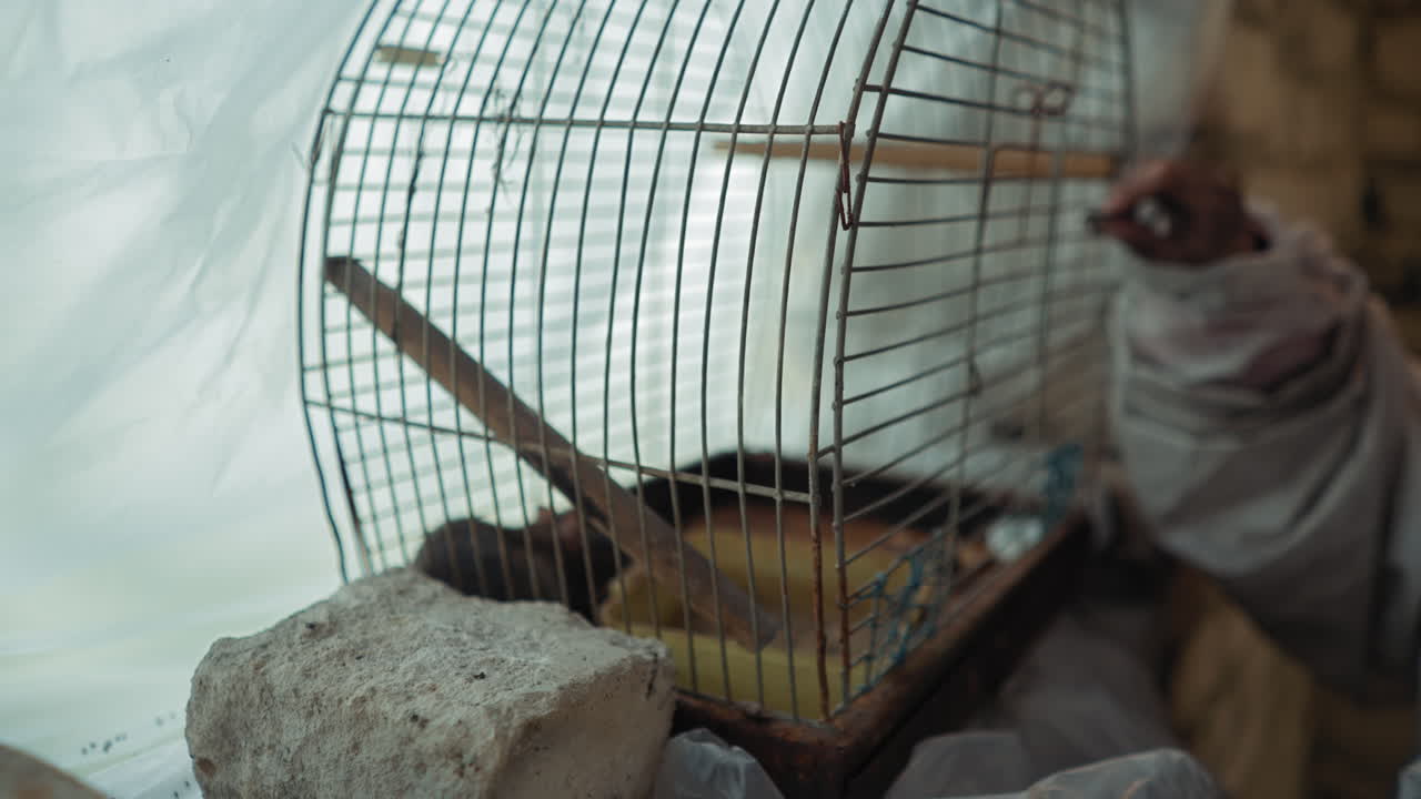Close up of scared rat crouched in rusty metal cage as hand in dirty sleeve rubs against bars, scene shows tension, fear, and decay with bricks and plastic sheeting around broken structure
