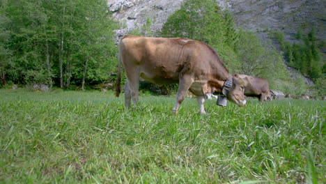 panning view of cows grazing in green mountain meadow