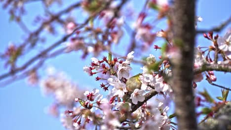 warbling white-eye bird perching on branches while feeding on nectar of sakura flowers