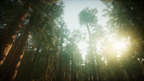 paisaje de puesta de sol brumosa del bosque de secuoya