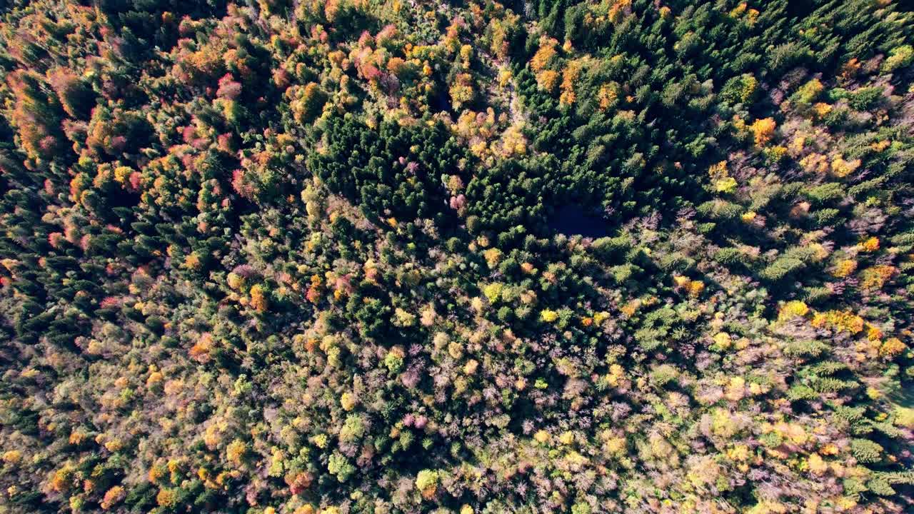 Panoramic view of a mountainous forest stretching as far as the eye can see, with lush trees covering the deep valleys and steep mountain slopes