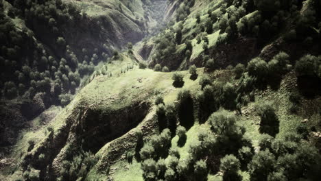 aerial forest scenery european fores