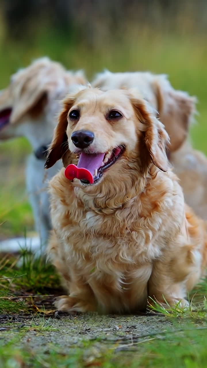 Domestic dogs in nature. Beautiful dachshund dogs rest on grass in summer time. Portrait of pet dogs of different colors with sticking out tongues outdoors. Close-up. Vertical video