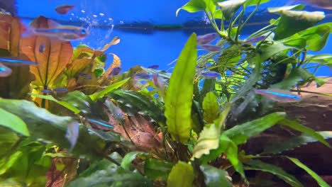 school of crazy fish swimming back and forth underwater in aquarium,close up