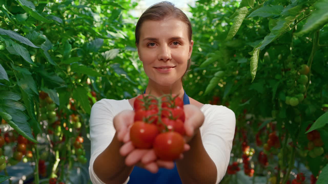 큰 온실 클로즈업에서 웃는 토마토 수확을 보여주는 여성 농부