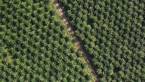 aerial top down shot of african palm tree plantation lighting by sunlight - monte plata,dominican republic