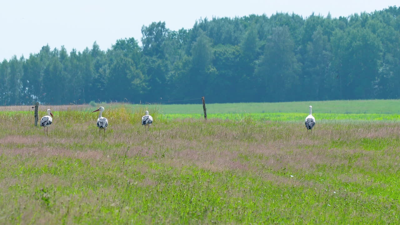 Four Storks in a Field