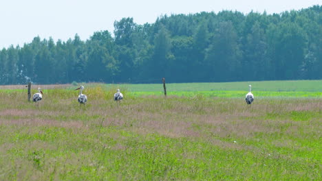 Four Storks in a Field