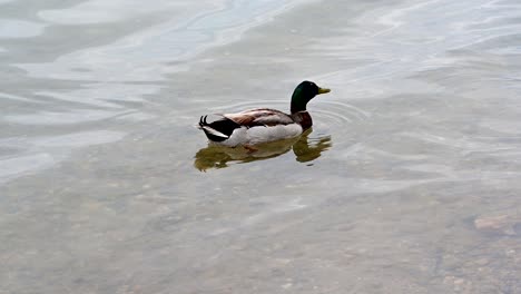 Grupo-De-Patos-Mallard-Cerca-De-La-Orilla-Del-Lago