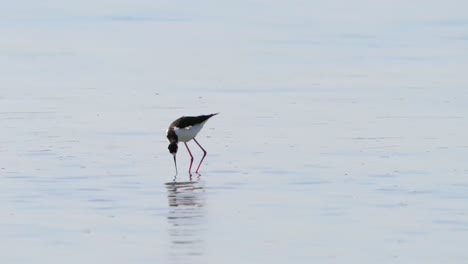 a black-necked stilt walking over a shallow salt pond