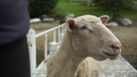 SLOWMO---White-shaved-sheep-and-farmer-standing-on-dock,-New-Zealand